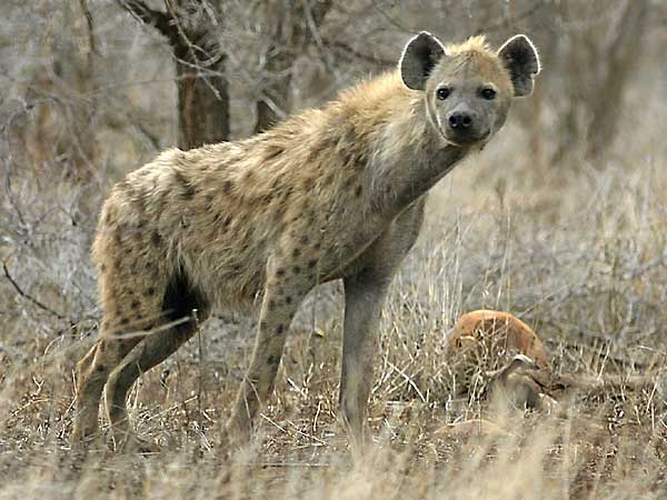 Hyena in alert mode, Kruger National Park