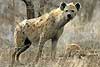 Spotted hyena on the alert, Kruger National Park