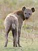 Spotted hyena looking over its shoulder
