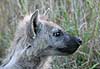 Hyena youngster, head shot
