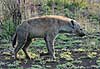Spotted hyena walking, side view