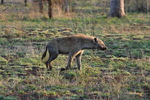 Spotted Hyena, side view