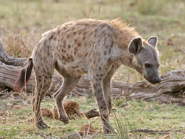 Spotted hyena, side view, Kruger National Park