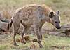 Spotted hyena, side view, Kruger National Park