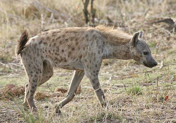 Spotted hyena on the move, Kruger National Park