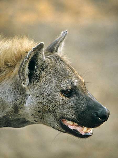 Spotted hyena portrait, profile view