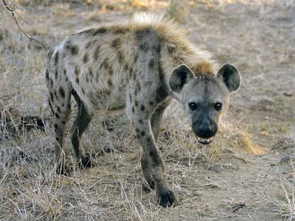 Hyena in early morning light