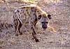 Spotted hyena backlit, Kruger National Park