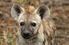 Hyena pup close-up, Kruger National Park