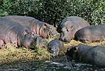 Picture of hippos