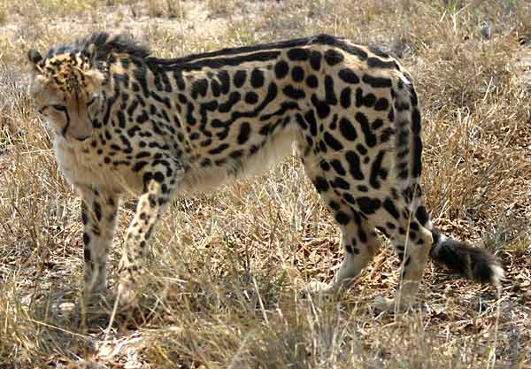 King Cheetah, side-on view