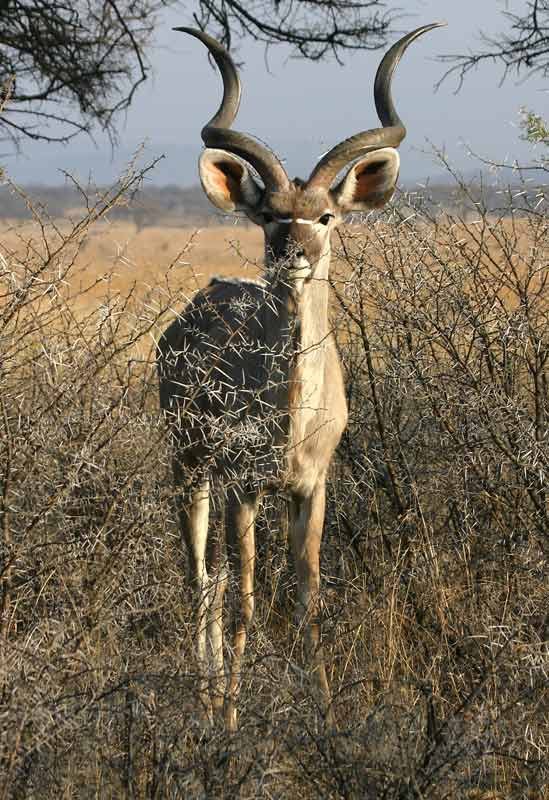 Kudu Bull in Thorn Scrub