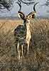 Kudu Bull standing in thorn scrub