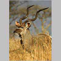 Kudu close-up