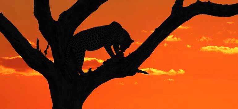 Leopard feeding on its kill, Kruger National Park