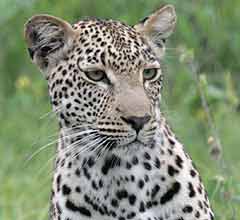 Leopard white underparts