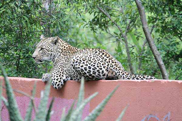 Leopard relaxing on top of wall