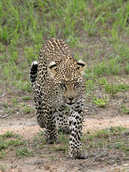 Leopard walking, front-on view