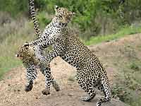 Young Leopards play-fighting