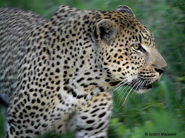 Leopard male, close-up