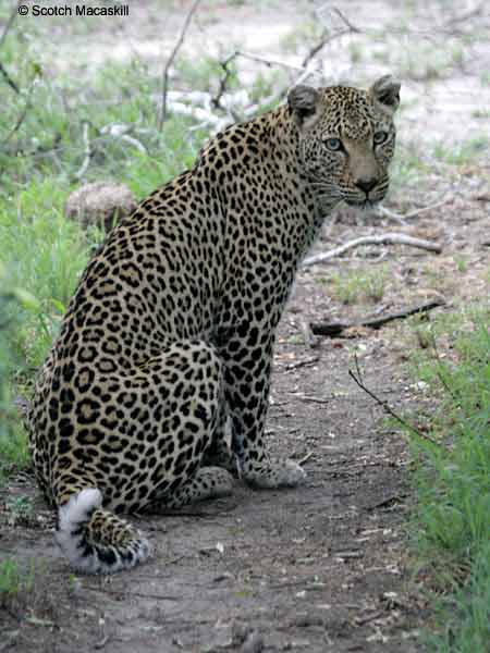 Leopard sitting on its haunches