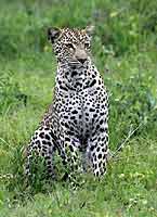 Leopard Keeping Watchful Eye