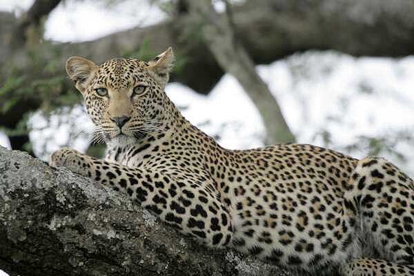 Leopard in tree, making eye contact