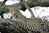 Leopard on branch