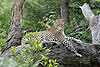 Leopard lying on tree stump