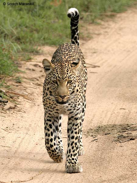 Leopard walking, front on