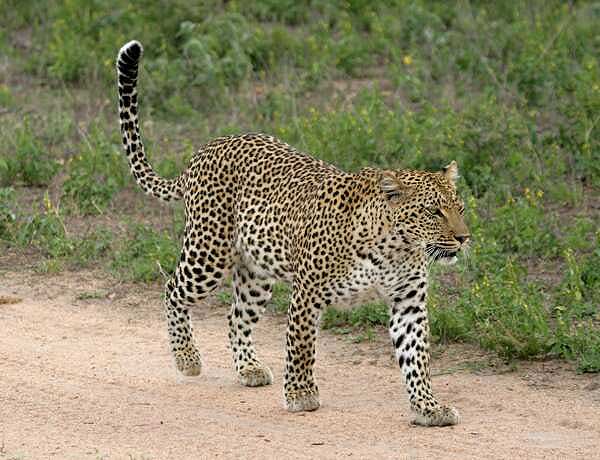 Leopard walking on sandy road