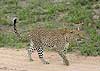 Leopard out walking