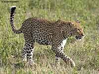 Leopard Walking in Short Grass