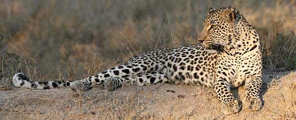 Leopard in late afternoon light