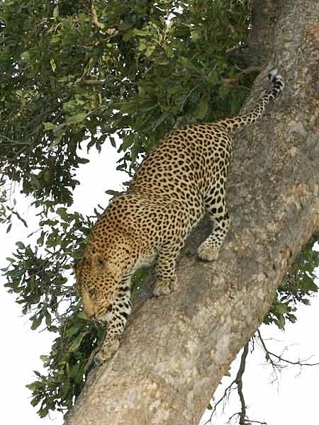 Leopard climbing down tree trunk