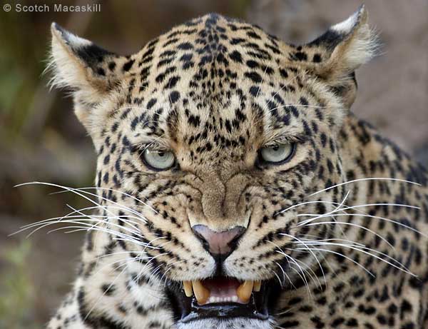 Leopard snarling and baring its teeth, close-up
