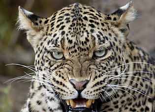 Leopard snarling, close-up