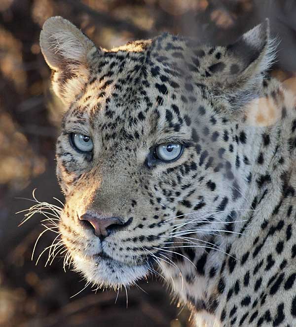 Leopard with blue-grey eyes close-up