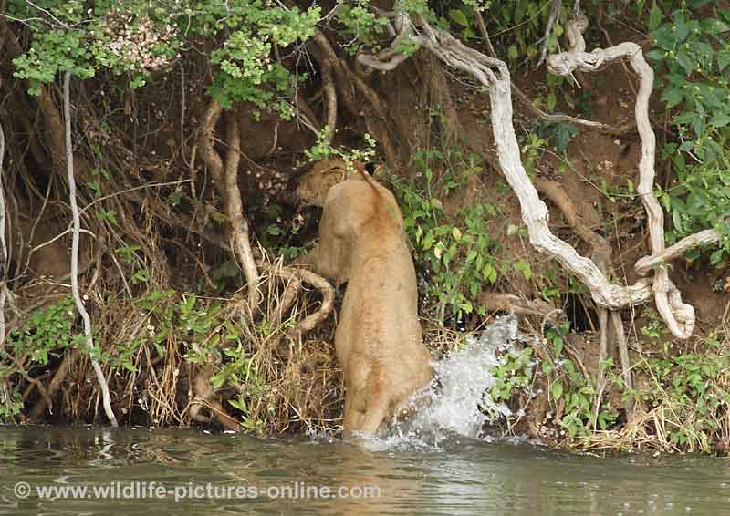 Young lioness climbs out of river, Lower Zambezi, Zambia
