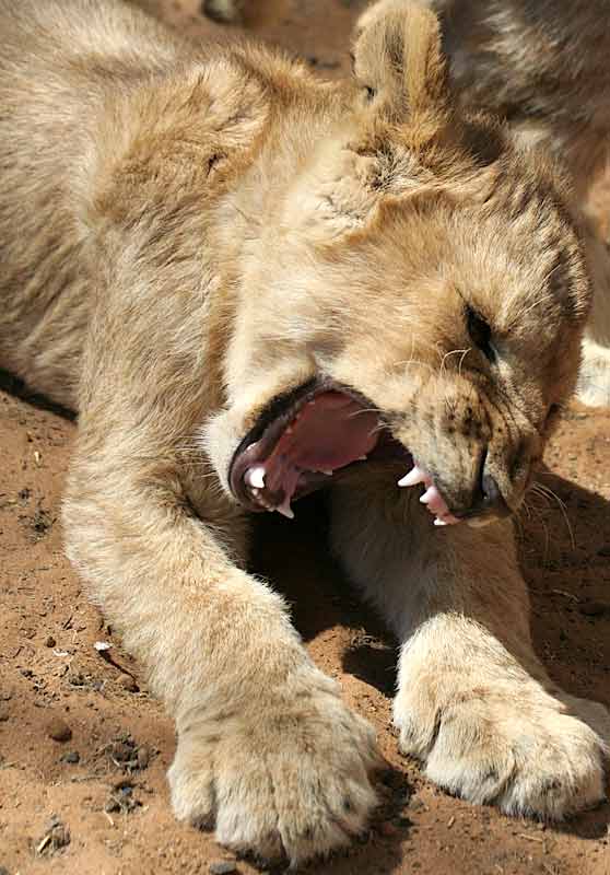 Lion cub showing its canines and huge paws