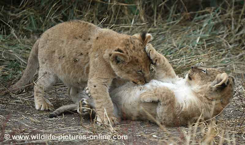 Lion cubs romping, Mashatu Game Reserve, Botswana