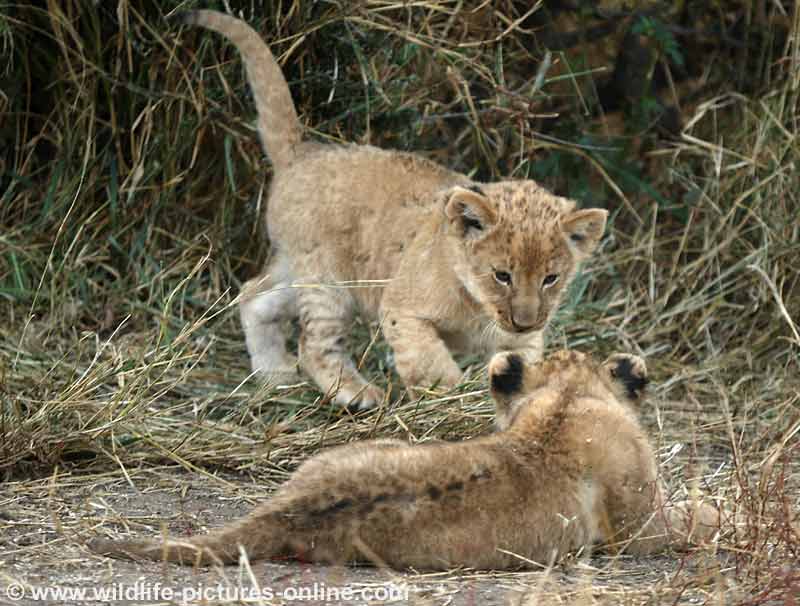 Lion cubs getting ready to play fight, Mashatu Game Reserve, Botswana