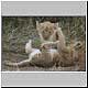 lion cub pair romping