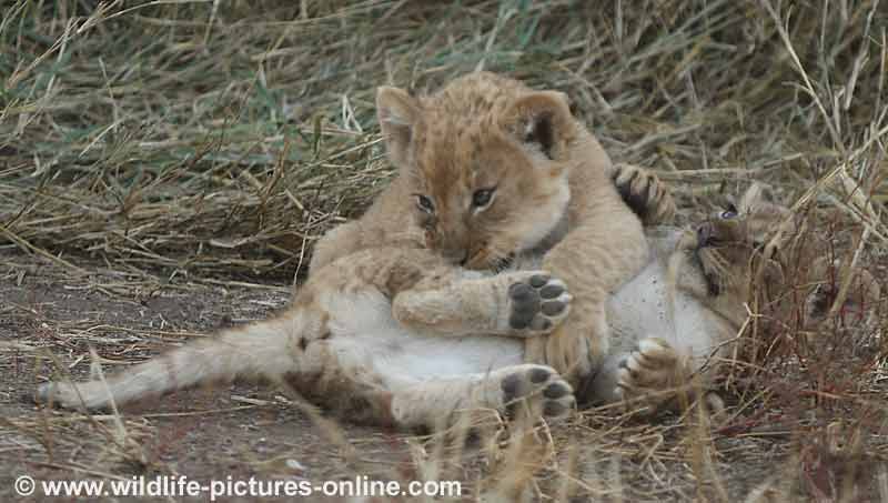 Lion cub learning attack skills, Mashatu Game Reserve, Botswana