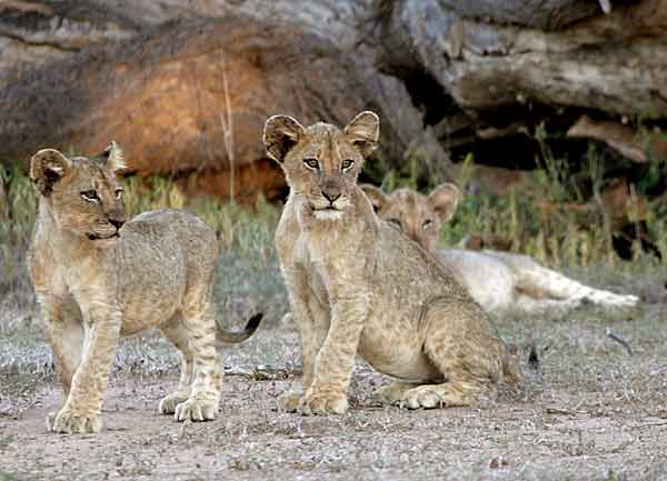 Trio of Lion Cubs