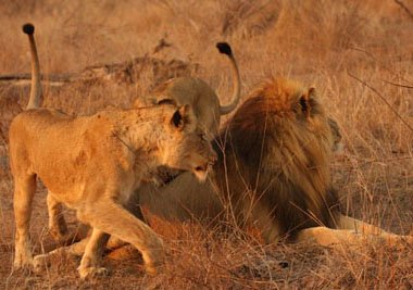Female lions ready to take on male lion