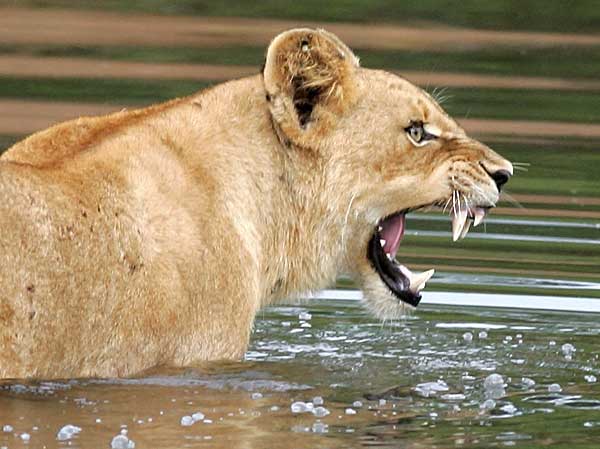 Lioness in river, baring her teeth in fear