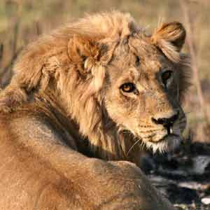 Lion male with reddish coat