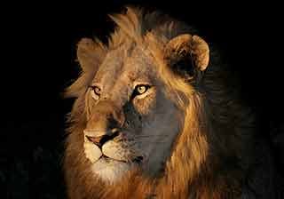 Lion male portrait, Sabi Sand Game Reserve