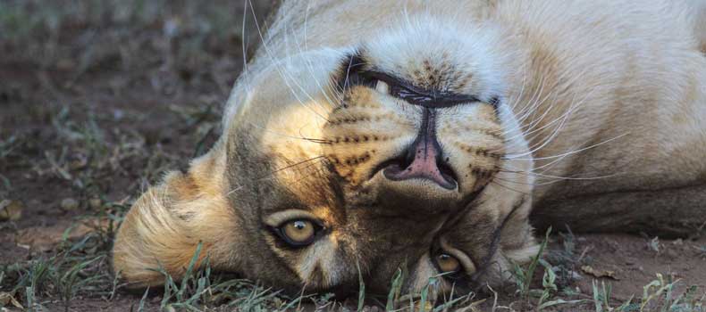 Lioness lying upside down, Mashatu Game Reserve, Botswana